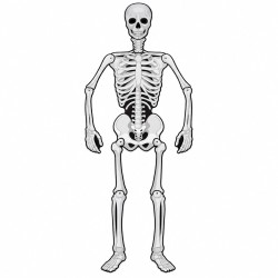Toptan Halloween Karton İskelet Kapı Süsü, 150 cm