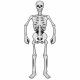 Toptan Halloween Karton İskelet Kapı Süsü, 150 cm Toptan Halloween Karton İskelet Kapı Süsü, 150 cm